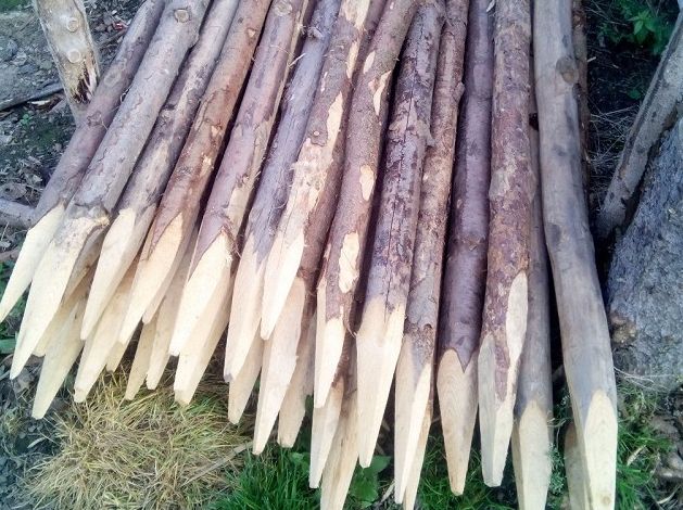Holzpfhle im Rind